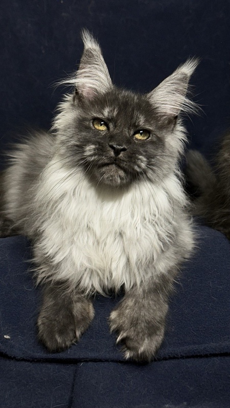 Xabriela Akbars (polydactyl) - Kitten maine-coon 4 months 1 week