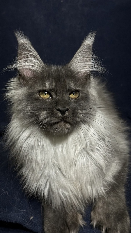 Xabriela Akbars (polydactyl) - Kitten maine-coon 4 months 1 week