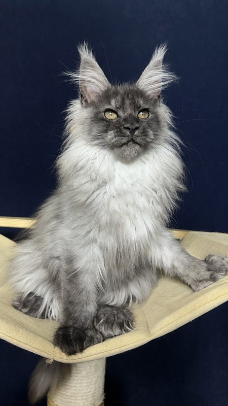 Xabriela Akbars (polydactyl) - Kitten maine-coon 3.5 months