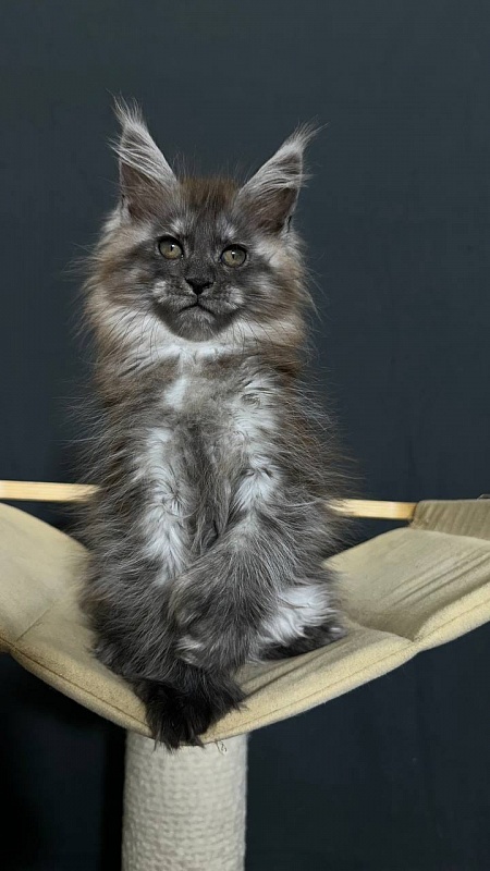 Xabriela Akbars (polydactyl) - Kitten maine-coon 1 month 3 weeks