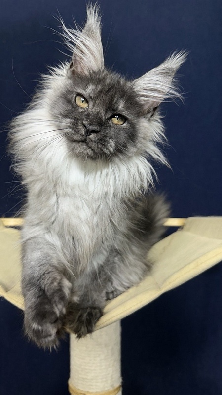 Xabriela Akbars (polydactyl) - Kitten maine-coon 3.5 months