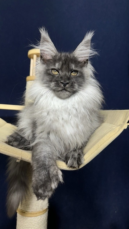 Xabriela Akbars (polydactyl) - Kitten maine-coon 3.5 months