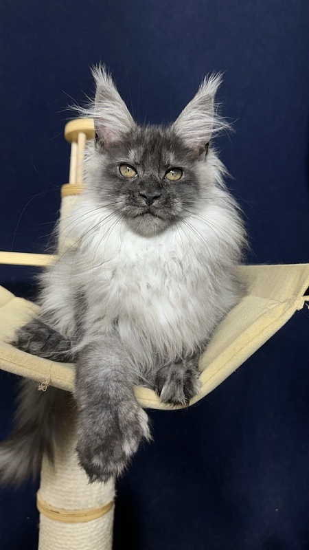 Xabriela Akbars (polydactyl) - Kitten maine-coon 3.5 months