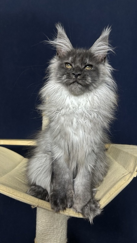 Xabriela Akbars (polydactyl) - Kitten maine-coon 3.5 months