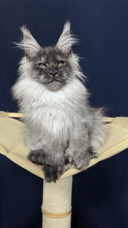 Xabriela Akbars (polydactyl) - Kitten maine-coon 3.5 months