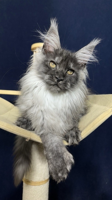 Xabriela Akbars (polydactyl) - Kitten maine-coon 3.5 months