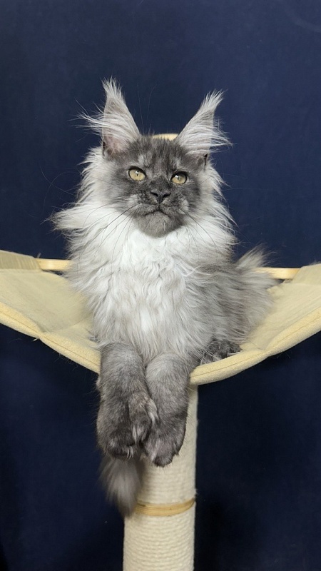 Xabriela Akbars (polydactyl) - Kitten maine-coon 3.5 months
