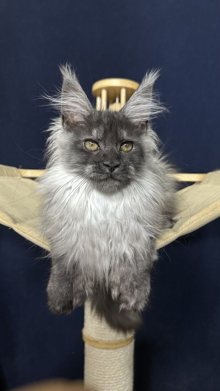 Xabriela Akbars (polydactyl) - Kitten maine-coon 3.5 months