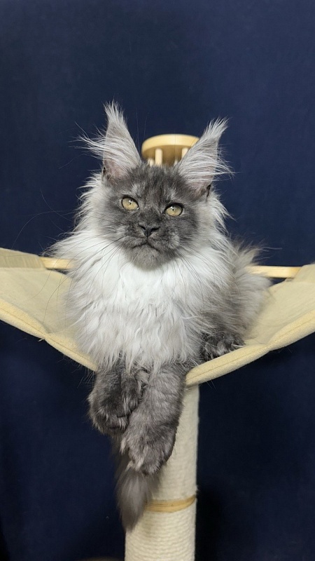 Xabriela Akbars (polydactyl) - Kitten maine-coon 3.5 months