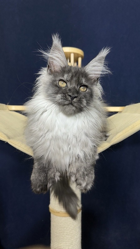 Xabriela Akbars (polydactyl) - Kitten maine-coon 3.5 months