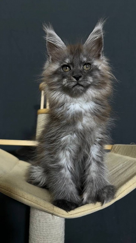 Xabriela Akbars (polydactyl) - Kitten maine-coon 1 month 3 weeks