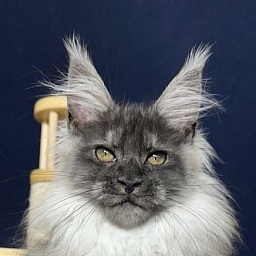 Xabriela Akbars (polydactyl)