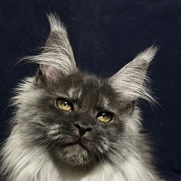 Xabriela Akbars (polydactyl)
