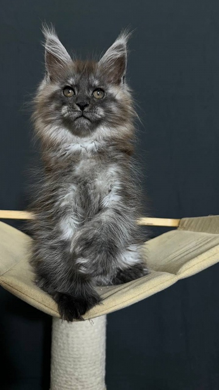 Xabriela Akbars (polydactyl) - Kitten maine-coon 1 month 3 weeks