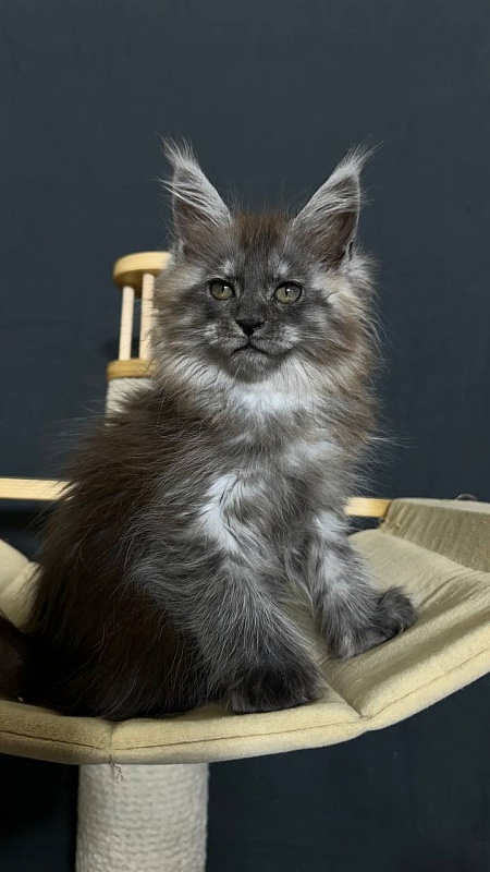 Xabriela Akbars (polydactyl) - Kitten maine-coon 1 month 3 weeks