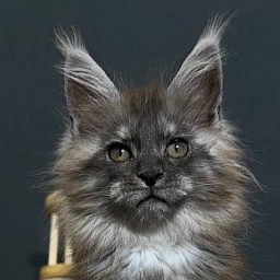 Xabriela Akbars (polydactyl)