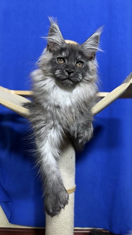 Xabriela Akbars (polydactyl) - Kitten maine-coon 2 months 2.5 weeks