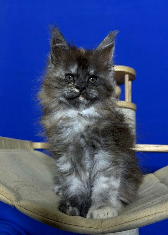 Xandra Akbars  (polydactyl) - Kitten maine-coon 1 month 1 week