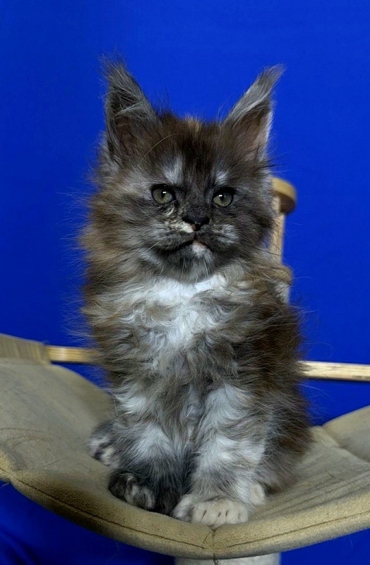 Xandra Akbars  (polydactyl) - Kitten maine-coon 1 month 1 week