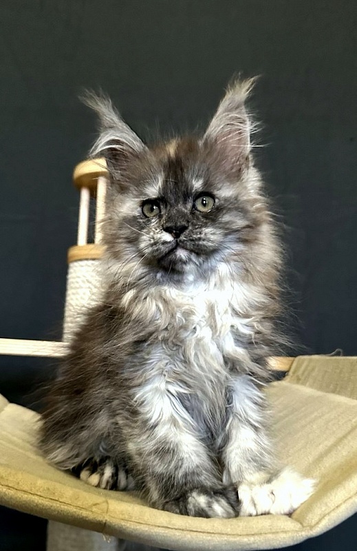 Xandra Akbars  (polydactyl) - Kitten maine-coon 1 month 3 weeks