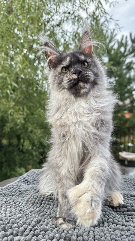 Xandra Akbars  (polydactyl) - Kitten maine-coon 4 months 1 week