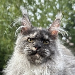 Xandra Akbars  (polydactyl)