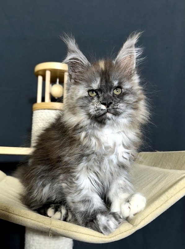Xandra Akbars  (polydactyl) - Kitten maine-coon 1 month 3 weeks