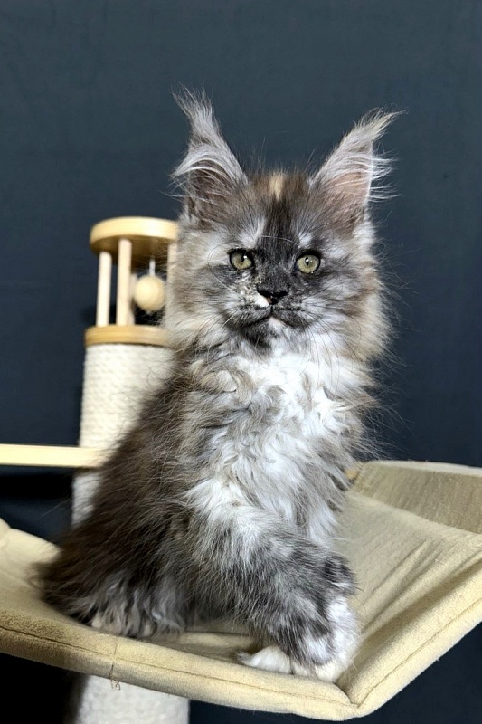 Xandra Akbars  (polydactyl) - Kitten maine-coon 1 month 3 weeks
