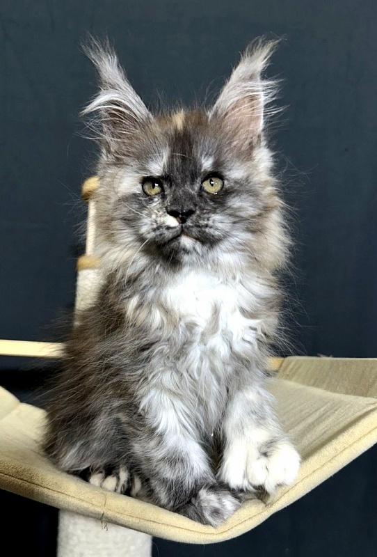 Xandra Akbars  (polydactyl) - Kitten maine-coon 1 month 3 weeks