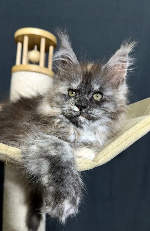 Xandra Akbars  (polydactyl) - Kitten maine-coon 1 month 3 weeks