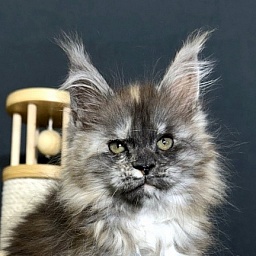 Xandra Akbars  (polydactyl)
