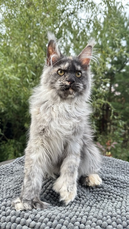 Xandra Akbars  (polydactyl) - Kitten maine-coon 4 months 1 week