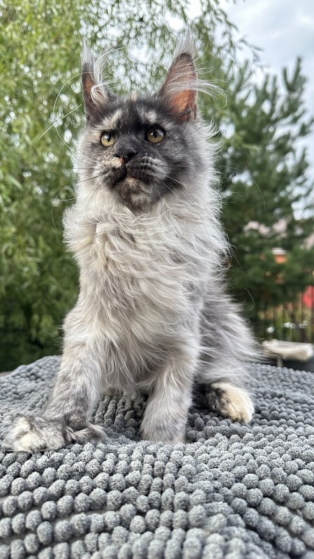 Xandra Akbars  (polydactyl) - Kitten maine-coon 4 months 1 week