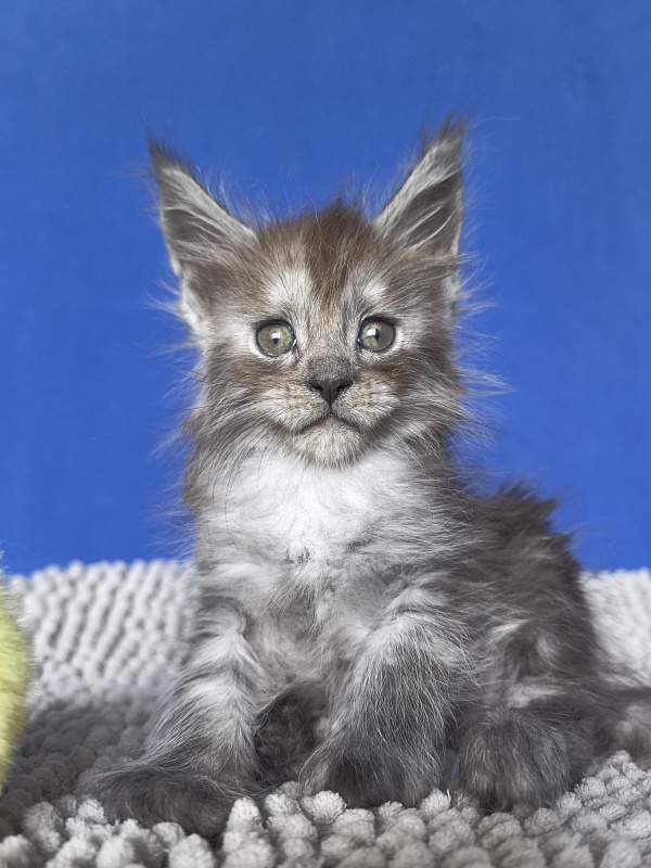 Yara Akbars - Kitten maine-coon 1 month