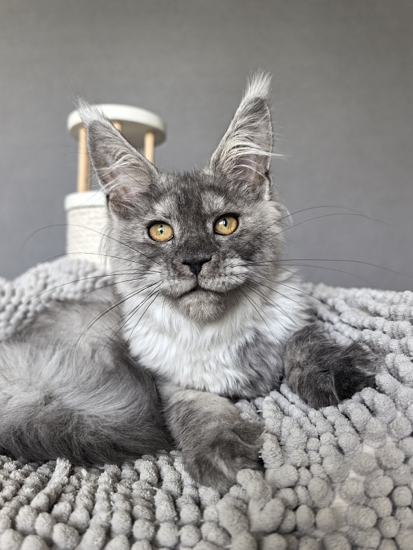 Yara Akbars - Kitten maine-coon 3 months 3.5 weeks