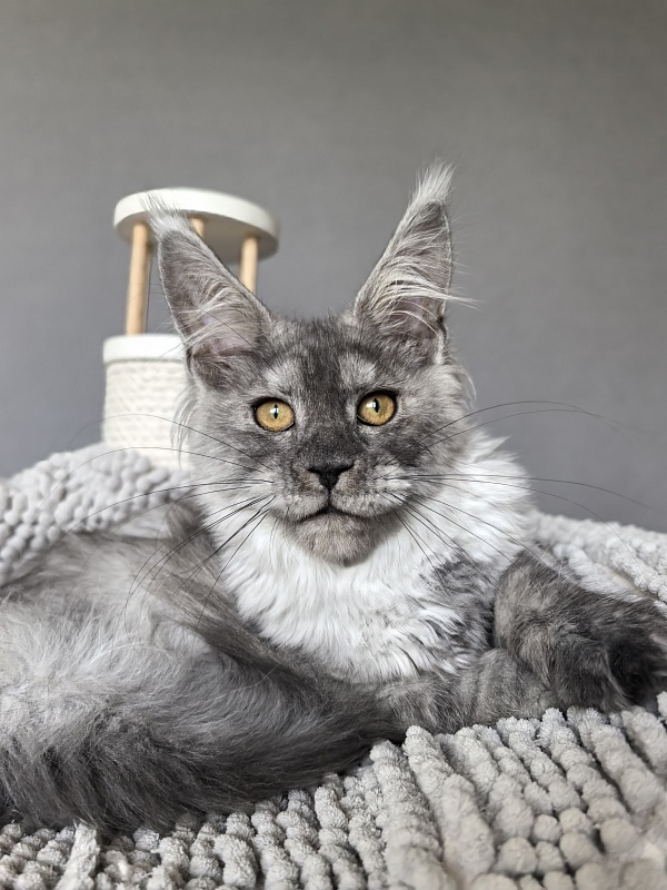 Yara Akbars - Kitten maine-coon 3 months 3.5 weeks