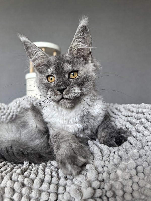 Yara Akbars - Kitten maine-coon 3 months 3.5 weeks