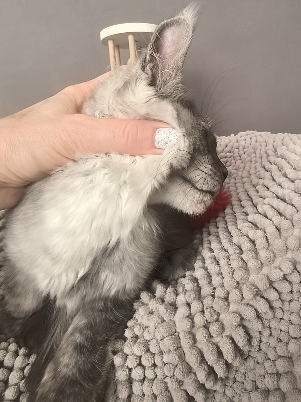 Yara Akbars - Kitten maine-coon 3 months