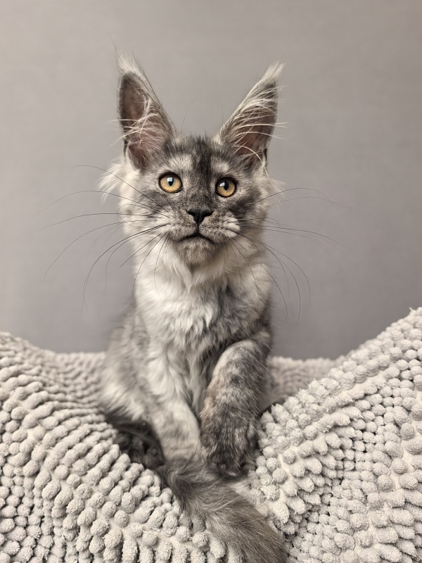 Yara Akbars - Kitten maine-coon 3 months