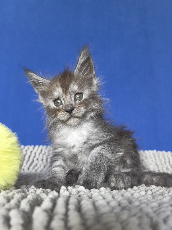 Yara Akbars - Kitten maine-coon 1 month
