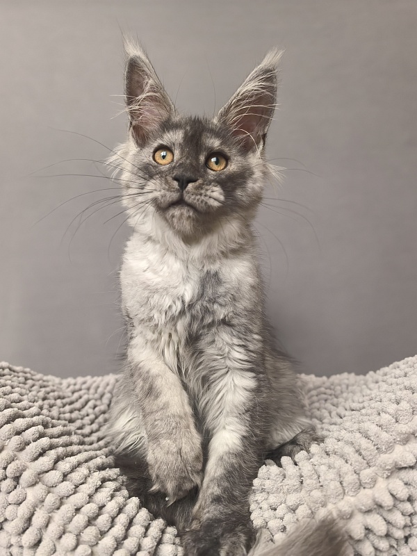 Yara Akbars - Kitten maine-coon 3 months