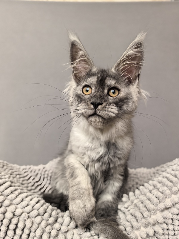 Yara Akbars - Kitten maine-coon 3 months