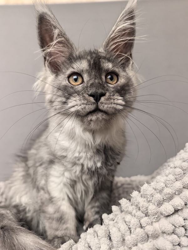 Yara Akbars - Kitten maine-coon 3 months
