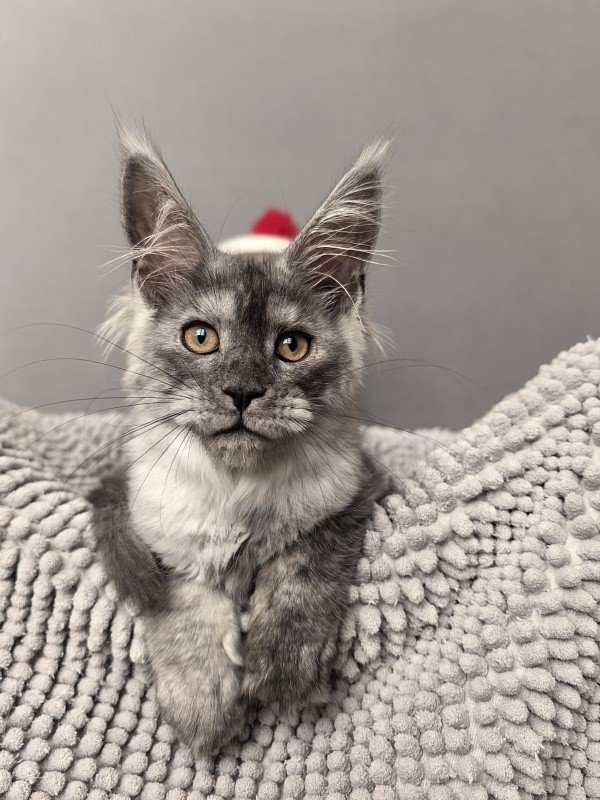 Yara Akbars - Kitten maine-coon 3 months