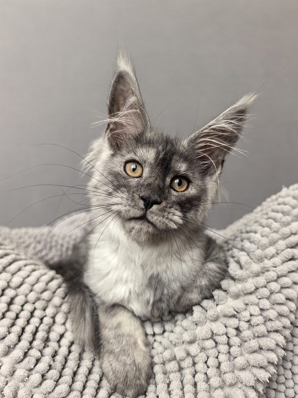 Yara Akbars - Kitten maine-coon 3 months