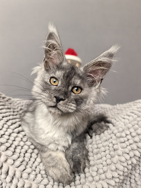 Yara Akbars - Kitten maine-coon 3 months