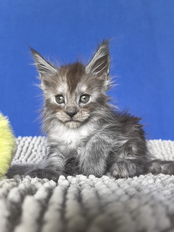 Yara Akbars - Kitten maine-coon 1 month