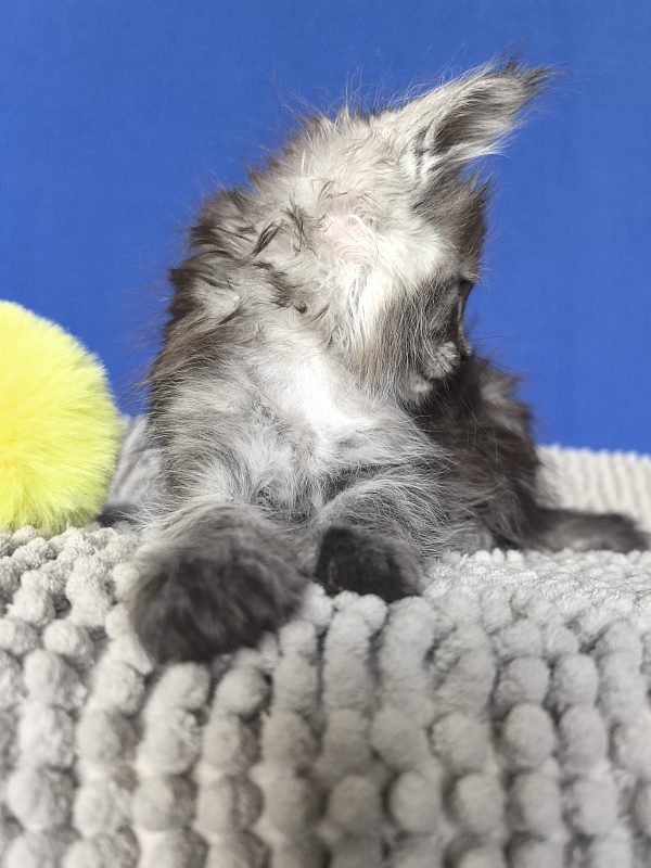 Yara Akbars - Kitten maine-coon 1 month