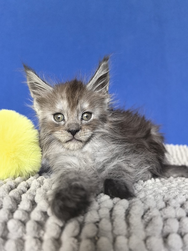 Yara Akbars - Kitten maine-coon 1 month