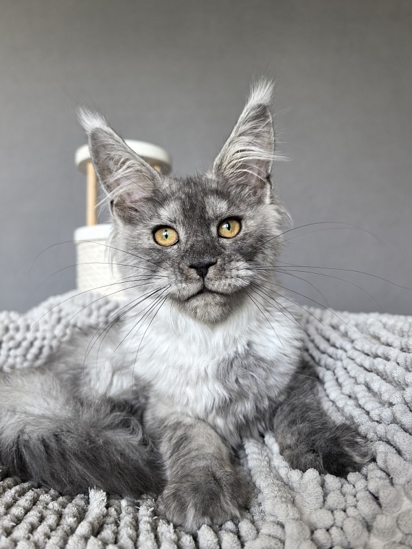 Yara Akbars - Kitten maine-coon 3 months 3.5 weeks